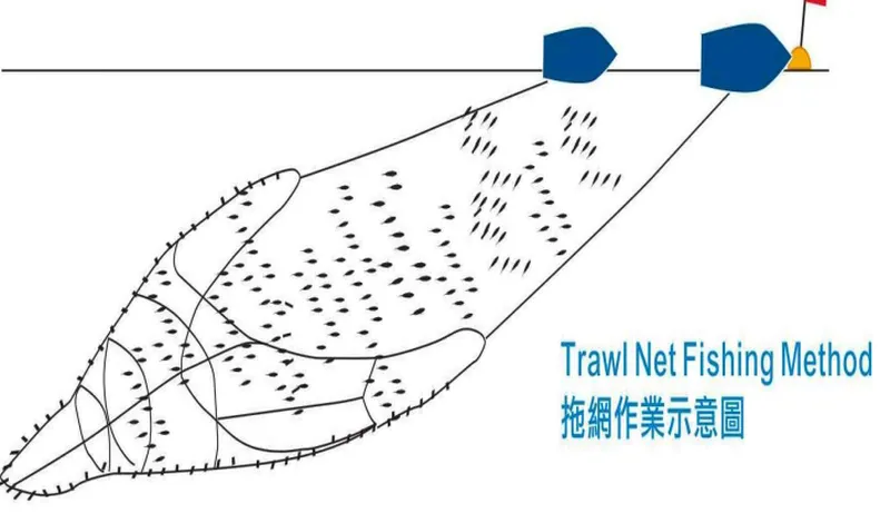 金洲拖網