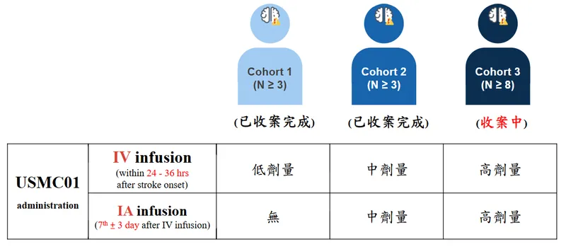 長聖新藥研發:UMSC01治療急性腦中風一期臨床試驗進度