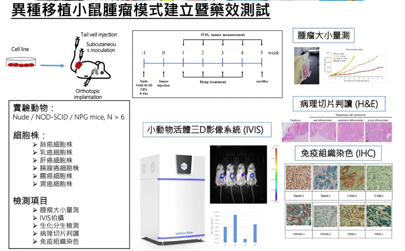 樂斯科異種移植小鼠腫瘤模式建立暨藥效測試